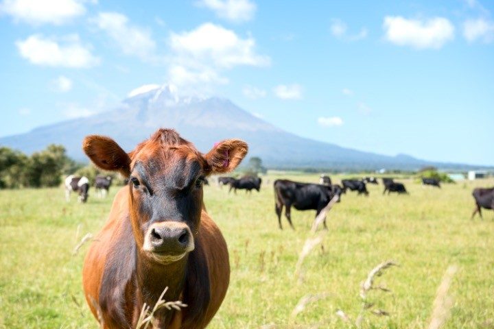 New Zealand Set to Begin Taxing Cattle Flatulence in Climate Change Scheme