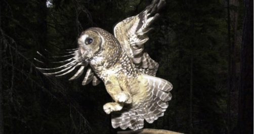 Specious Endangerment: Obama Awards Spotted Owls 9.6 Million Acres