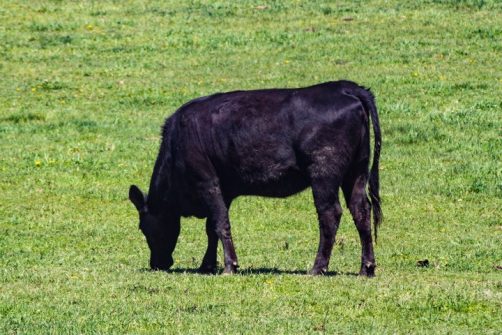 Bill Gates Funds Australian Start-up Aimed at Reducing Cow Flatulence