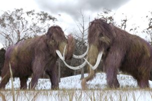 Scientists Say They’ll “De-extinct” the Woolly Mammoth by 2027