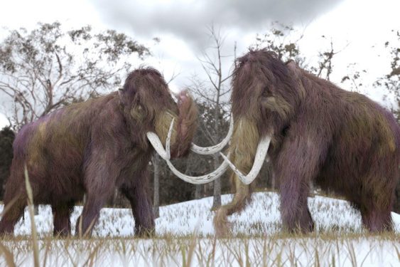 Scientists Say They’ll “De-extinct” the Woolly Mammoth by 2027