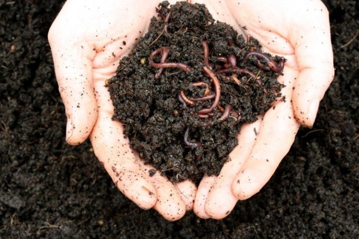 German Public TV: Eat Worms to Fight Climate Change