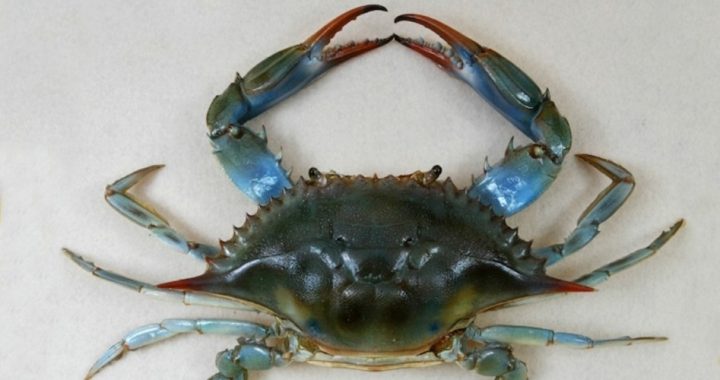 Global Warming, Acid Oceans, and GIANT Crabs — Oh My!