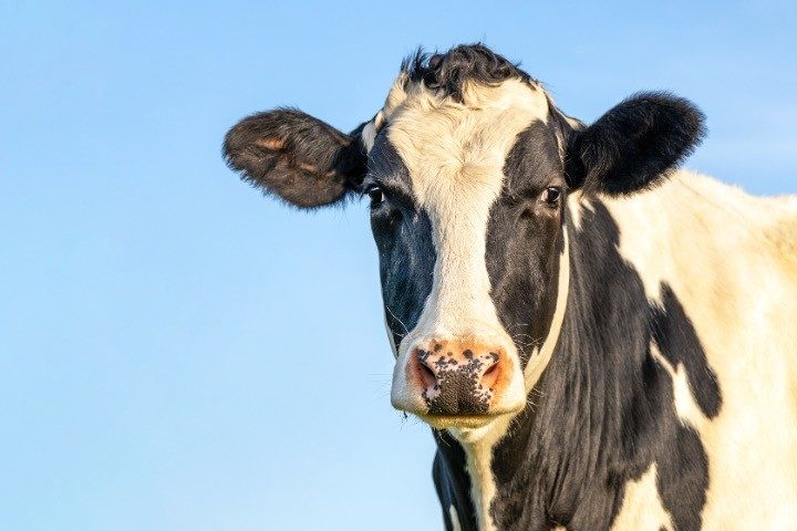 U.K. Government Set to Unnecessarily Medicate Livestock to Cut Down on Methane Emissions