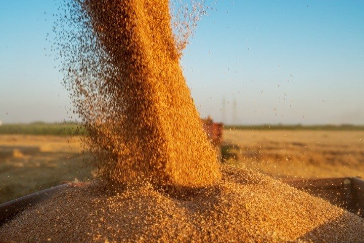 Cheap Ukraine Grain in EU Fuels Anger, Erodes Support for Kyiv Regime