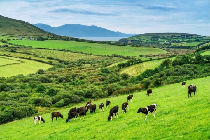 Ireland Considers Culling Cattle Herd to Meet “Climate” Goals