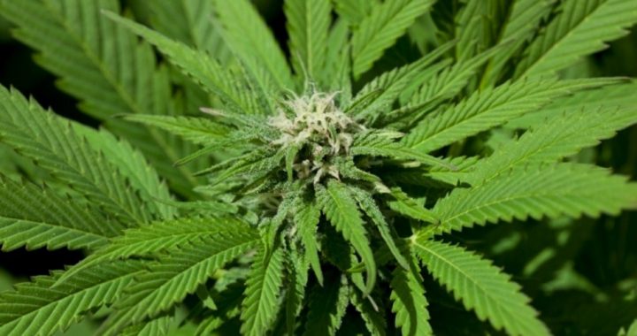 Vermont Nullifies UN-Mandated Federal Marijuana War