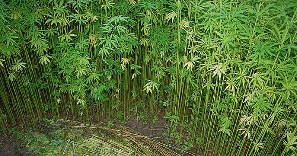 U.S. House of Representatives Votes to Legalize Industrial Hemp