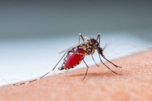 Malaria: Back in the U.S.A.