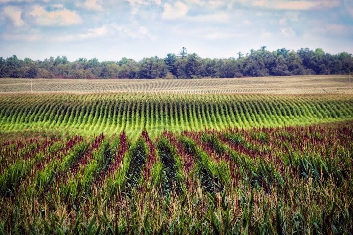 Federal Bill Aims to Regulate Foreign Ownership of Farmland