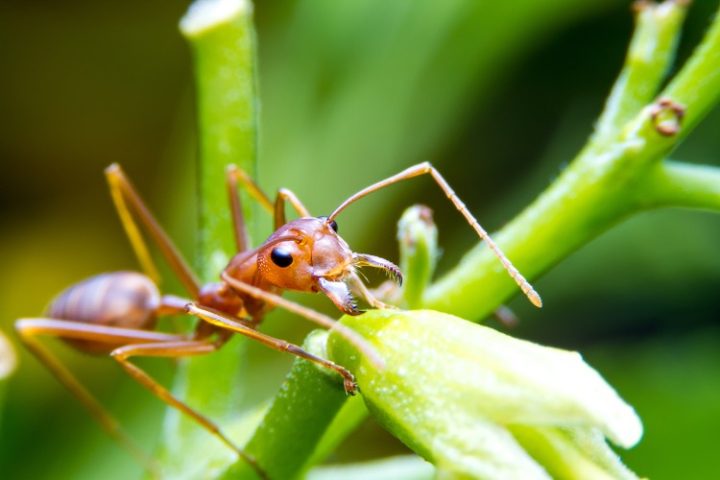 New Climate Scare: Fire Ants Set to Descend Upon Europe, According to Study