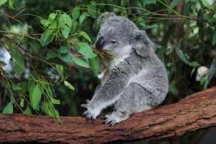 Australia’s Koala Habitat Now? Destroying Forest Is New “Green” Agenda