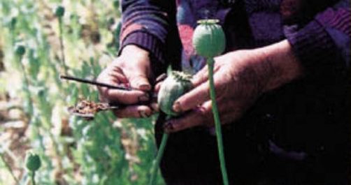 Opium Crop in Afghanistan Up 36 Percent, Says UN Report