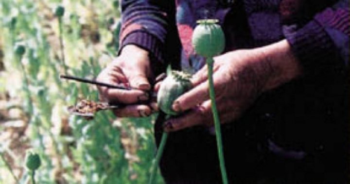 Opium Crop in Afghanistan Up 36 Percent, Says UN Report