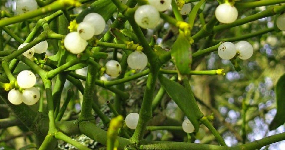 Ban on Girl’s Mistletoe Sales Sparks Nationwide Orders