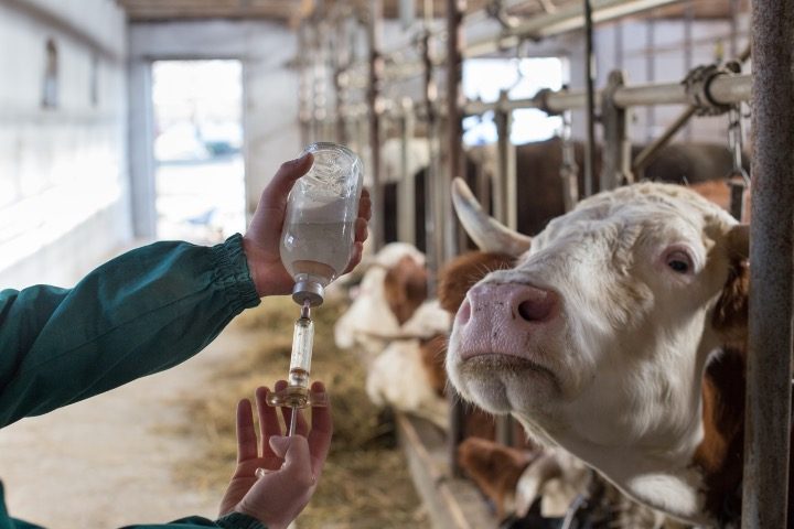 Dr. Robert Malone Warning Against Modified mRNA Vaccines for Cattle