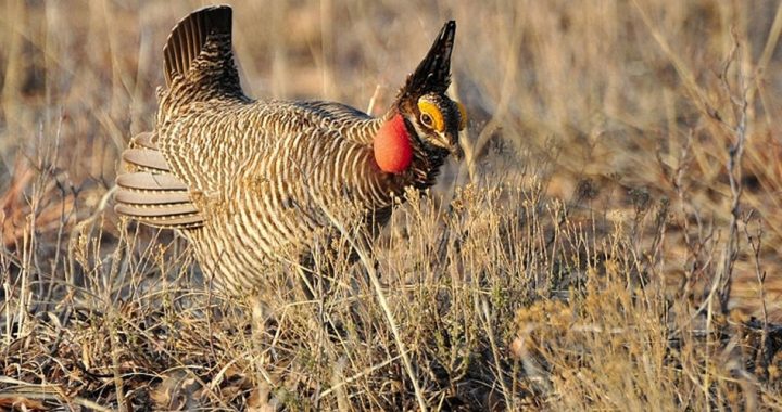 Feds Exploit “Threatened” Bird for Massive Land Grab