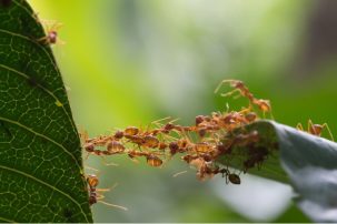 Ants as Food? Researchers Examine Flavor Profiles of Certain Ants