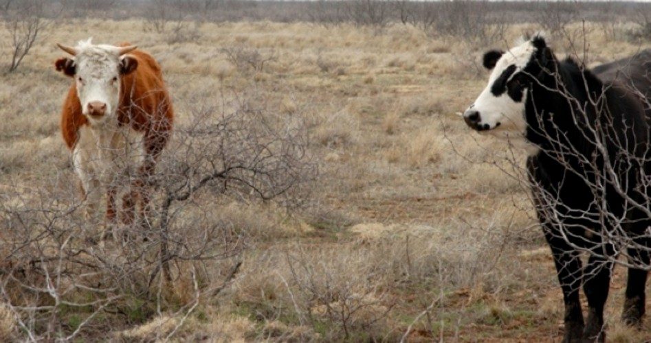 Bundy’s Case: Feds Do Not Own the Land Where His Cattle Graze