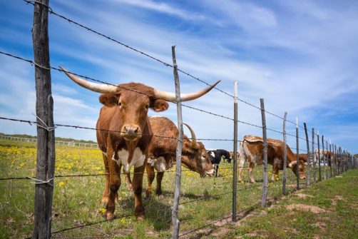 Texas DSHS and CDC Confirm Human Case of Avian Influenza