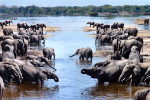Botswana Threatens “Elephant War” on Germany