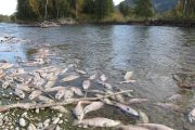 Dam Lies: Newsom Wants Fed Bailout After Green Scheme Kills 830K Salmon