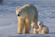 Prediction of Regional Polar Bear Extinction Is “Useless Fearmongering”