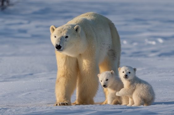 Prediction of Regional Polar Bear Extinction Is “Useless Fearmongering”