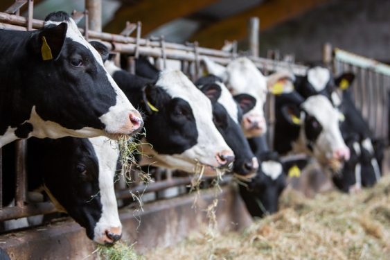 War on Farmers: Denmark Set to Tax Farmers for Livestock Flatulence