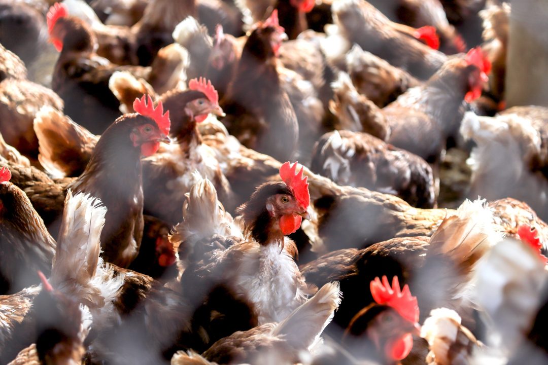 Fourth Human Bird Flu Case Reported