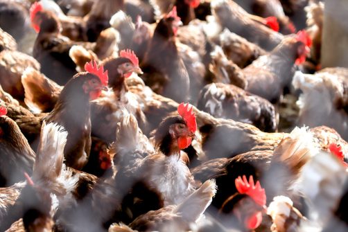 Fourth Human Bird Flu Case Reported