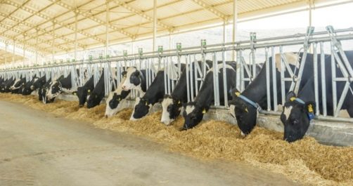 U.S. Dairy Industry May Pull Support for Trans-Pacific Partnership