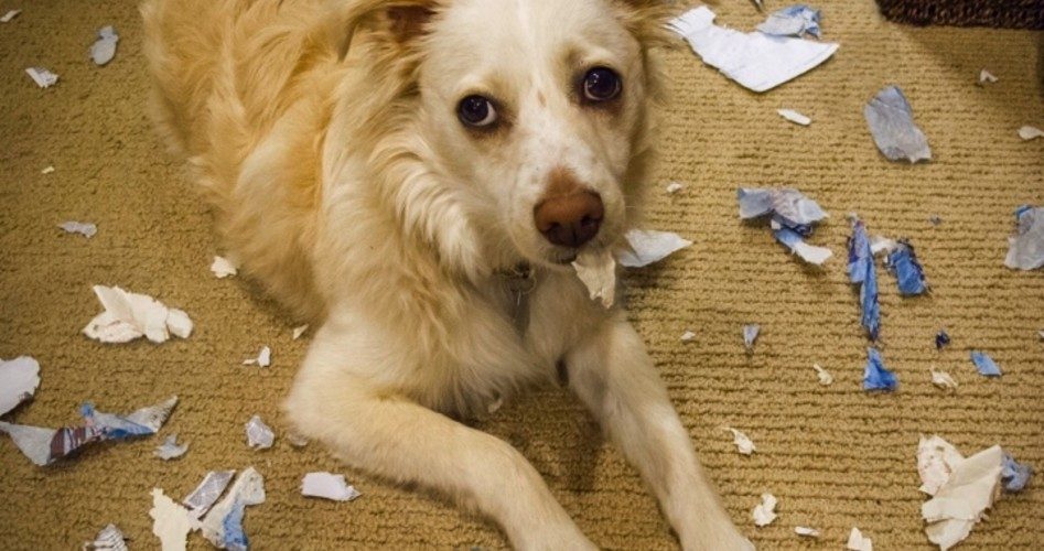 IRS to Congress: The Dog Ate the E-mails