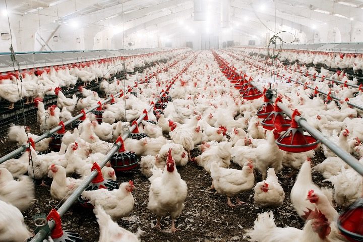 Concerns Arise Over Chicken Culling and Disposal Amid Bird-flu Outbreak