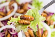 Bugs-as-food Business Helped by Grants From Bill Gates, Defense Department