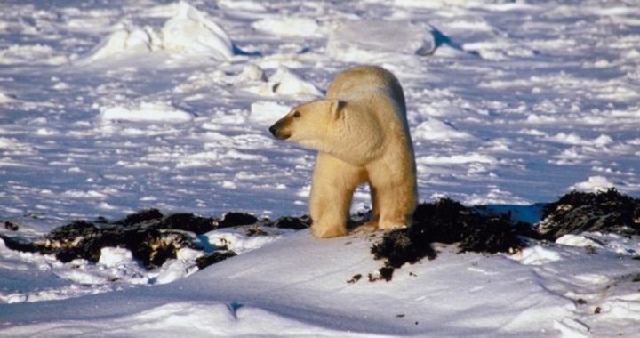 Global Warming: False Alarm Over Polar Bears Exposed — Again