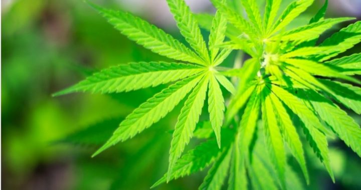 UN Drug Czar Attacks U.S. States for Ending Cannabis Prohibition