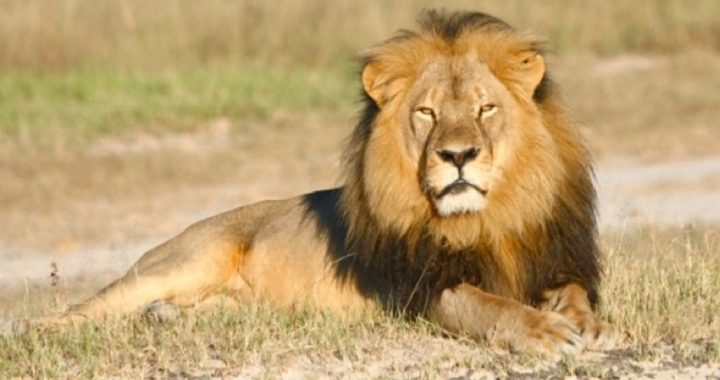 Cecil the Lion Ranks Higher Than Planned Parenthood’s Baby Holocaust