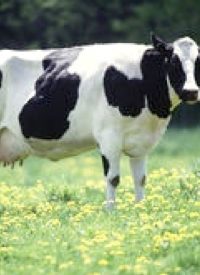 States Consider Raw Milk Legislation