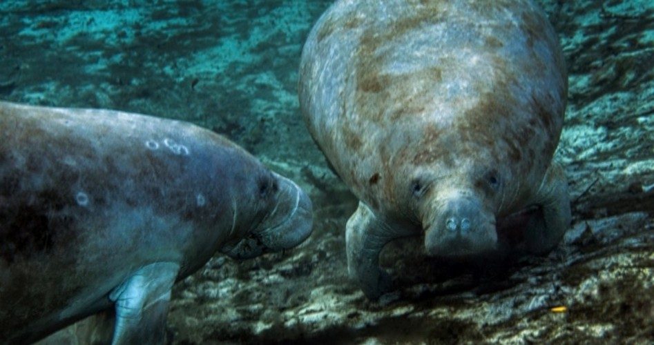 Save the Manatee? Not if It Interferes With the Climate Agenda