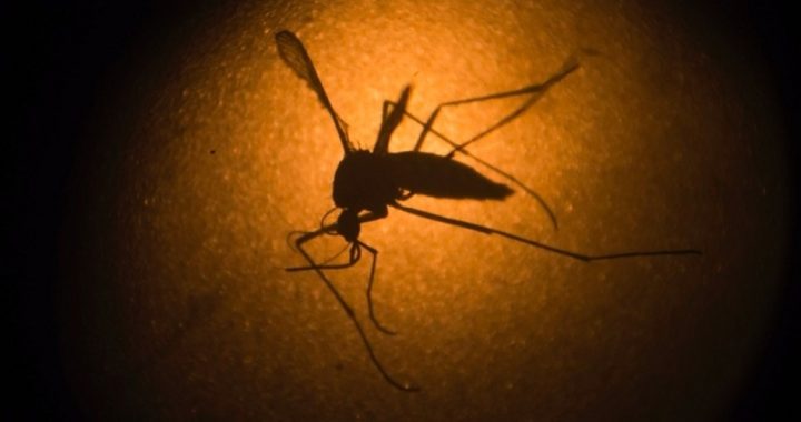 WHO Says Zika Virus a Global Threat; Health Experts Push to Lift DDT Ban
