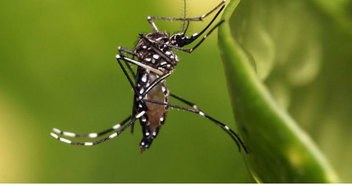 Florida Governor Declares States of Emergency Over Zika Virus