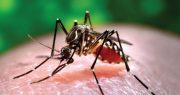 Zika Prompts Pleas for DDT