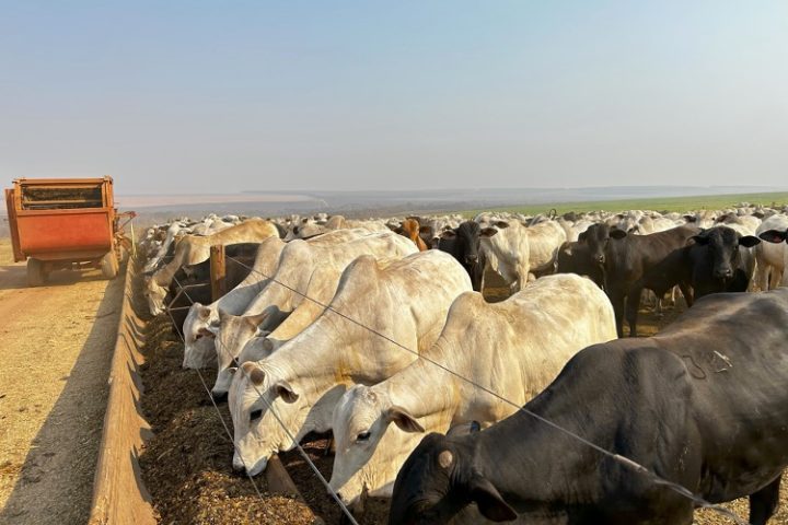 Climate Groups Demand Banks Stop Funding “Industrial Livestock Production”