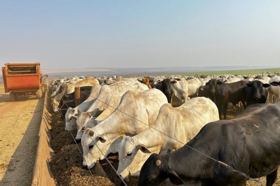 Climate Groups Demand Banks Stop Funding “Industrial Livestock Production”