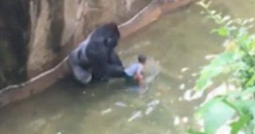 #GorillaLivesMatter? Going Ape Over Shooting Harambe