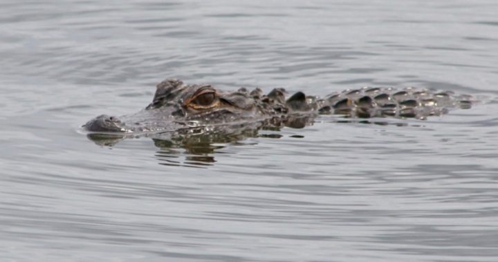 Alligator Attack: Could the Tragedy at Disney Have Been Prevented?