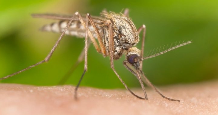 Floridians Oppose FDA-approved Genetically Modified Mosquitoes