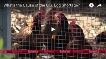 What’s the Cause of the U.S. Egg Shortage?