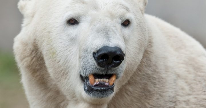 Fake News of Polar Bears Dying From Global Warming Exposed — Again